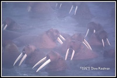 Walrus in sea fog