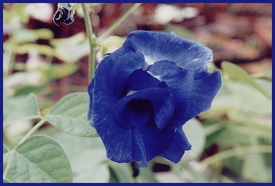 Vine Blue Flower