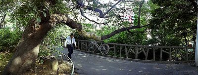 The Tiger Tree