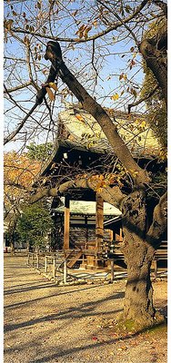 Yasukuni Tree in Autumn