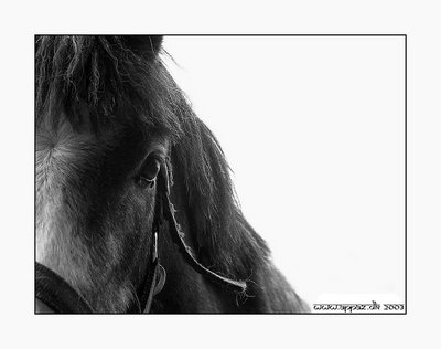 Black Horse In A White World
