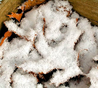 Snowy Leafs