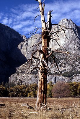 Tree at Yosemite