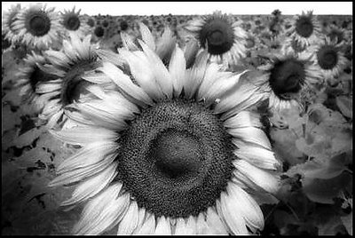 Infrared Sunflowers