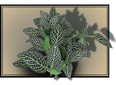 Fittonia (another)