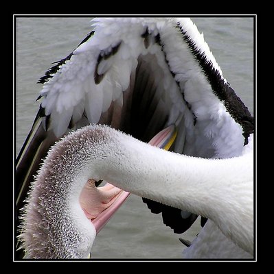 Pelican Preening