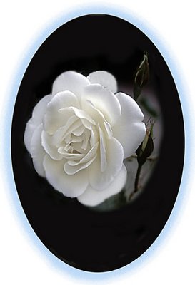 White Rose Growing in Malibu Ca