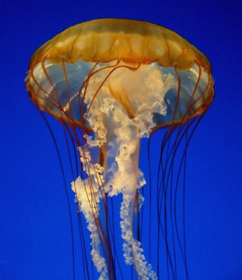 atomic jellyfish