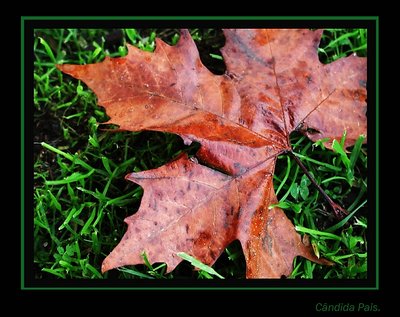 folhas.