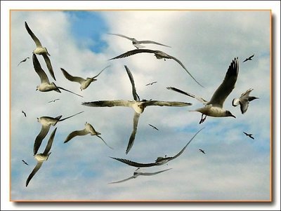 gulls