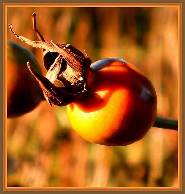 Shadow on   Rose hip