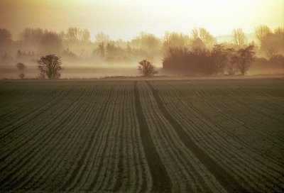 Field Mist