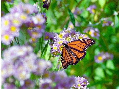 BUTTERFLY GETS HER FLOWER