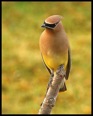 Cedar Waxwing