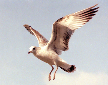 Hovering Seagull