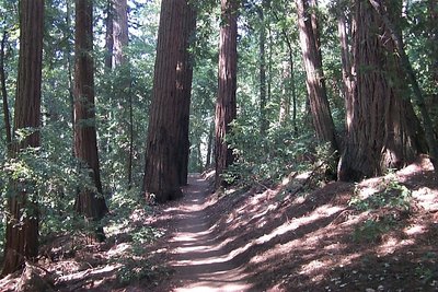 A walk in the redwoods