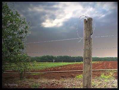Barbed Wire II