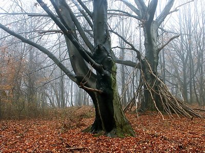 Fog in the Forest 2.