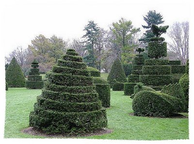 'hedge forest at longwood gardens'
