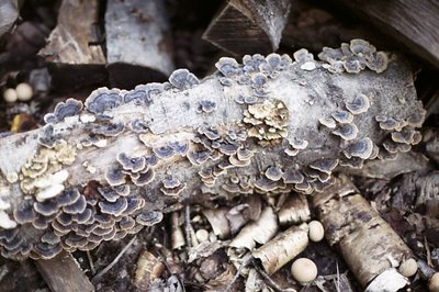 Fungus Log