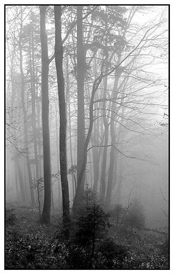 Alone in mist