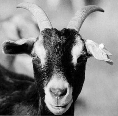 I've been looking for "Ewe"!