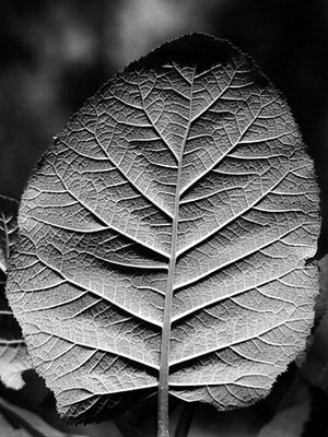 Just a leaf