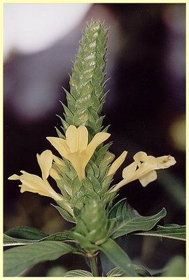 Exotic Bloom