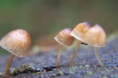 Fungi in on a log,