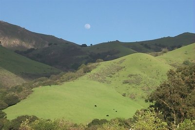 Happy cows from California