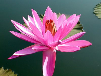 Water Lily