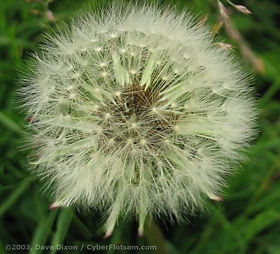 Dandelion