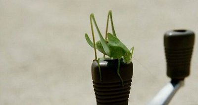 Curious Katydid