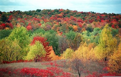 Michigan Fall Scene