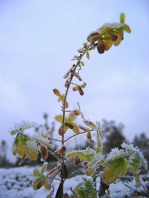 Winter twig