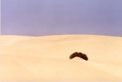 Sandbrush