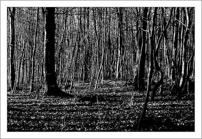 forest bw