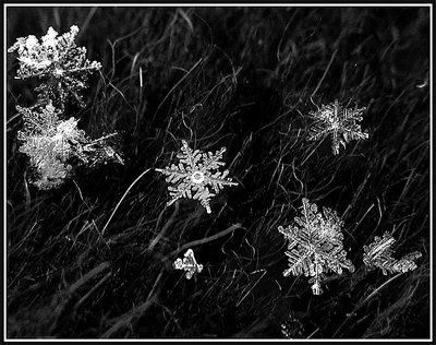 Snowflakes on the dog wool...