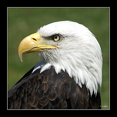 Bald Eagle