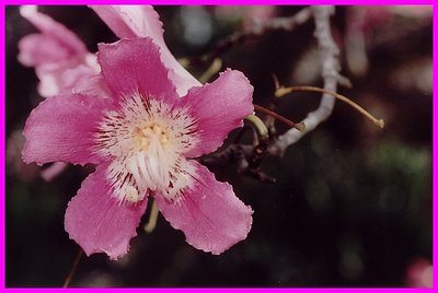 Tree blossom