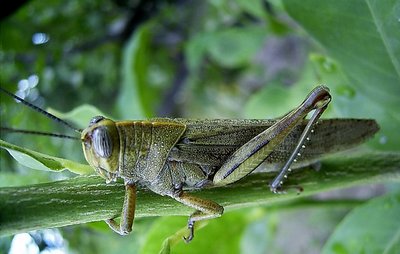 Grasshopper