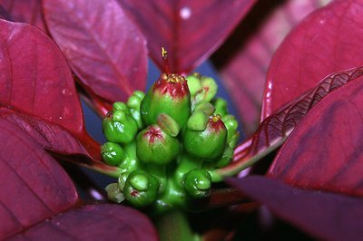 Poinsettia