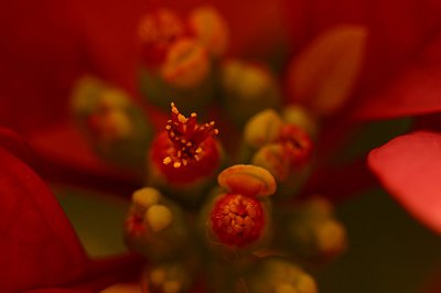 Poinsettia # 2