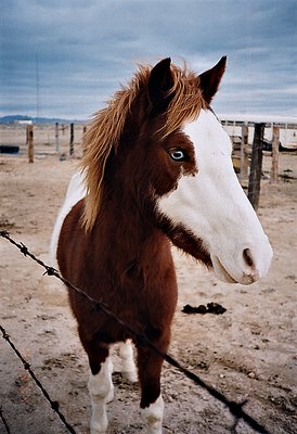 Blye-eyed Horse