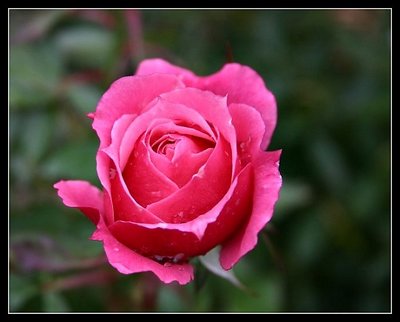 December Rose