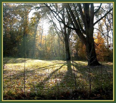 Autumn shadow