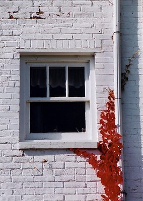 Climbing Vine