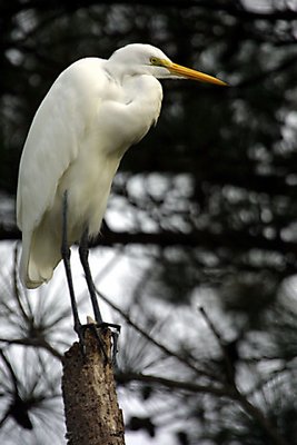 Egret at Bombay Hook Wildlife Refuge