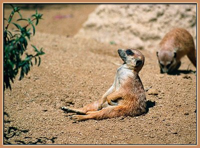 Sunbathing