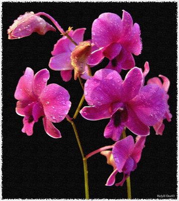 orchid II